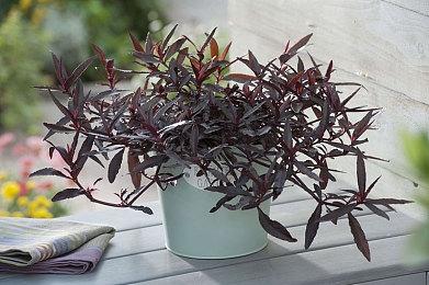 《史莱姆牧场2》新游戏截图 2022年发售加入XGP